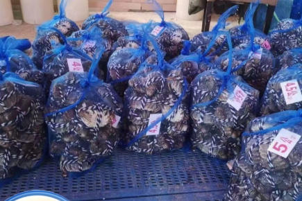 Plastic Mesh Bag Market and Application Industries-4